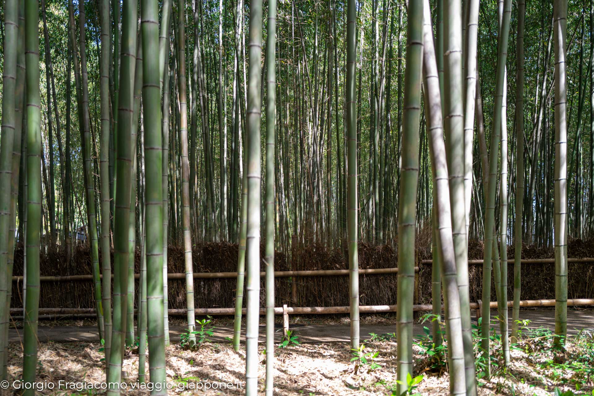 arashiyama kyoto bamboo path 1080783