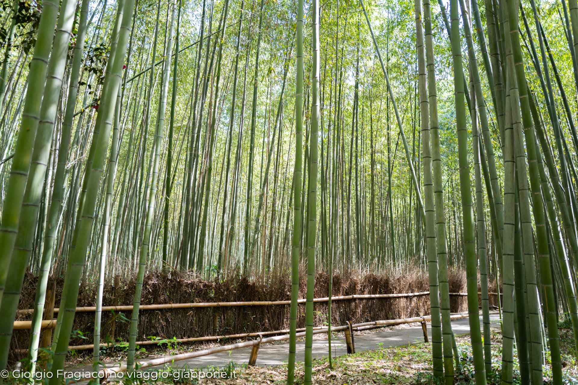 arashiyama kyoto bamboo path 1080785