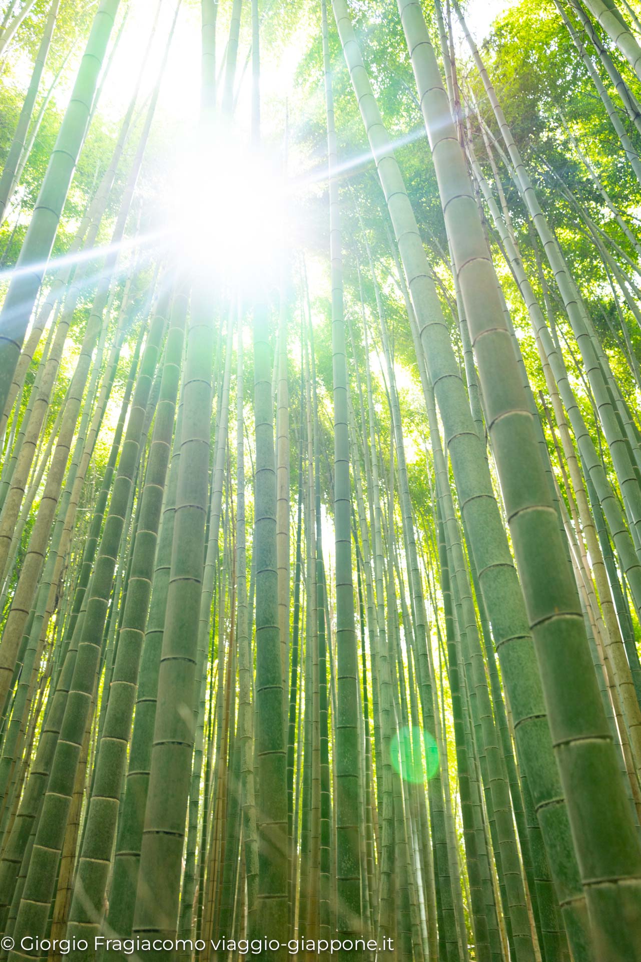 arashiyama kyoto bamboo path 1080810