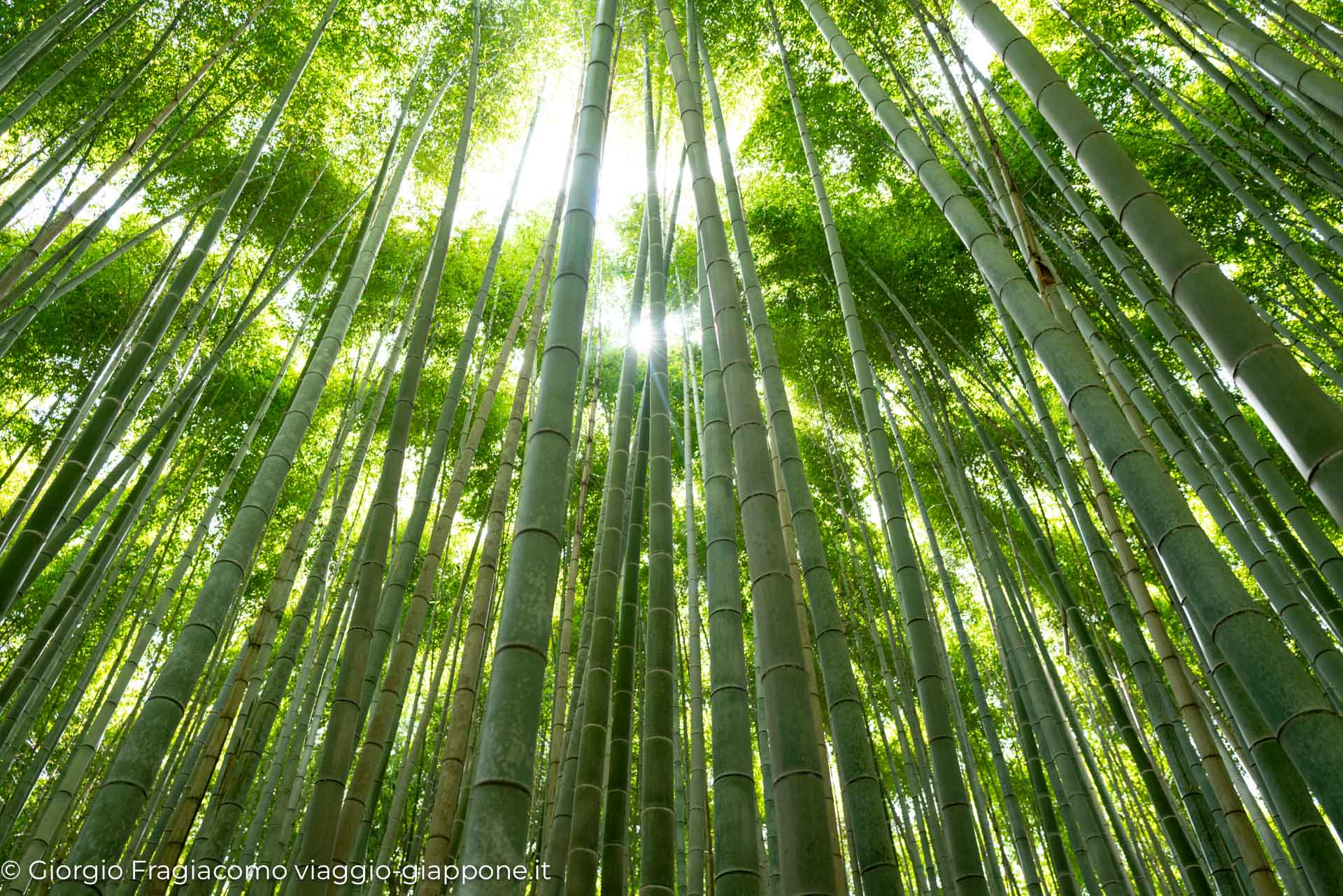 arashiyama kyoto bamboo path 145572096