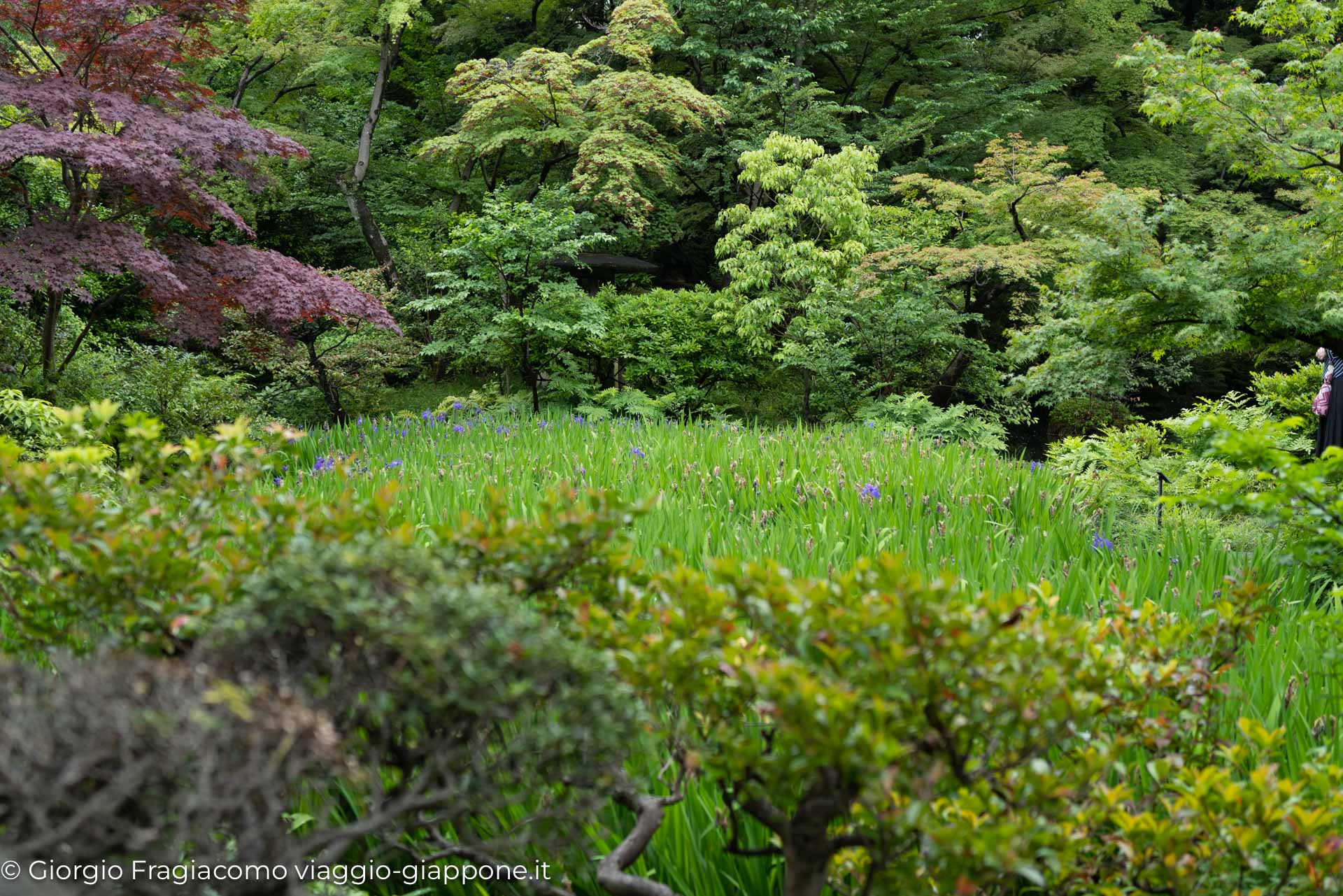 Nezu Museum 1000817