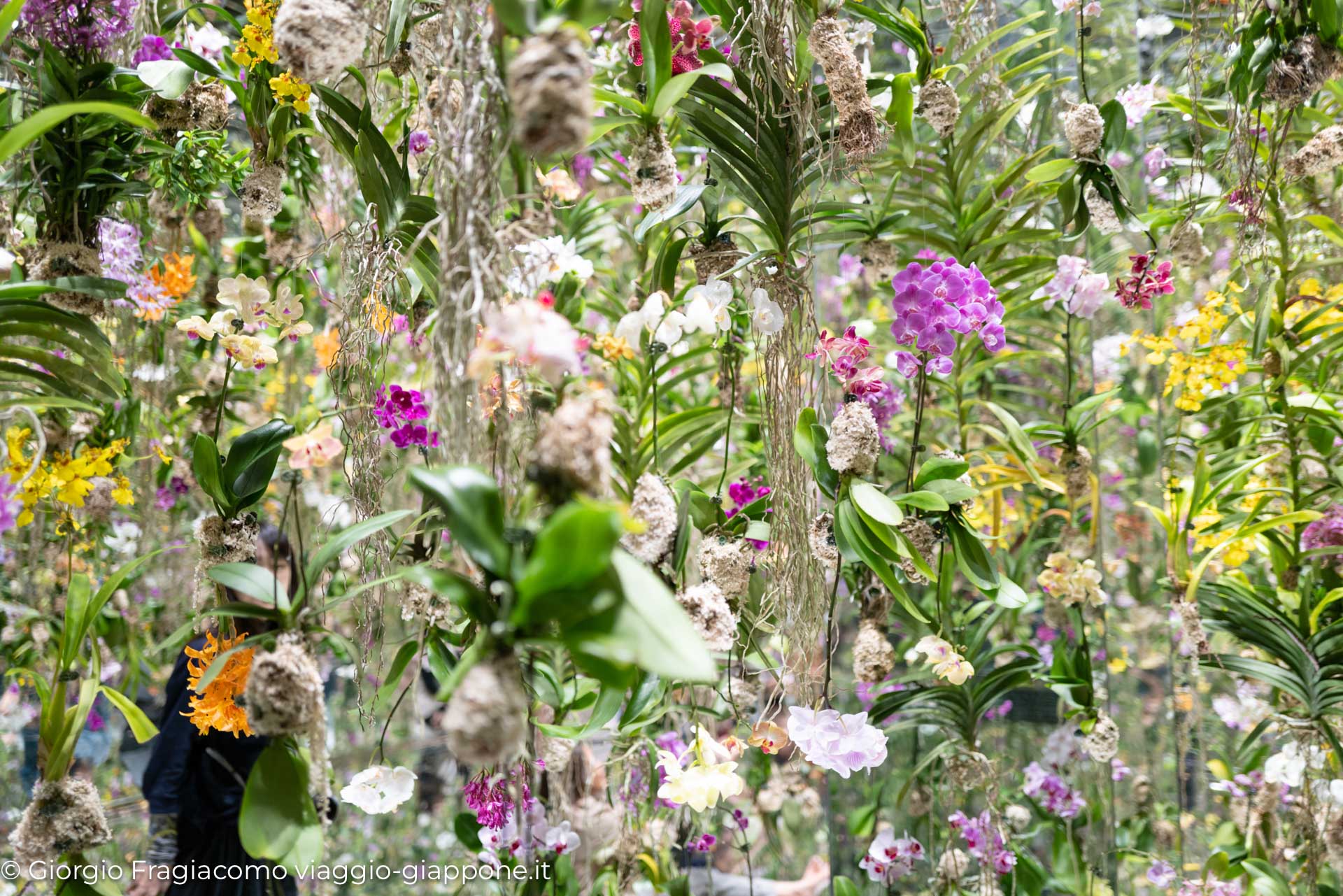 teamLab Planets Tokyo 1090332