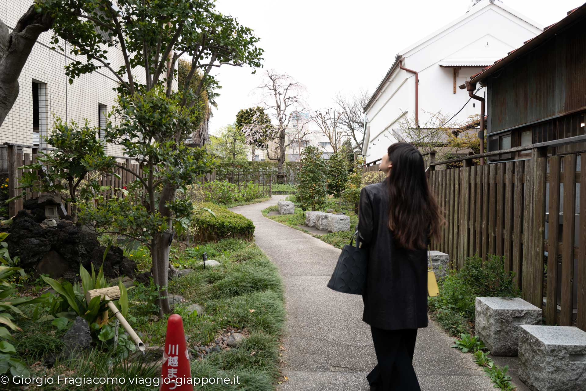 Kawagoe and sakura with koharu 1070250