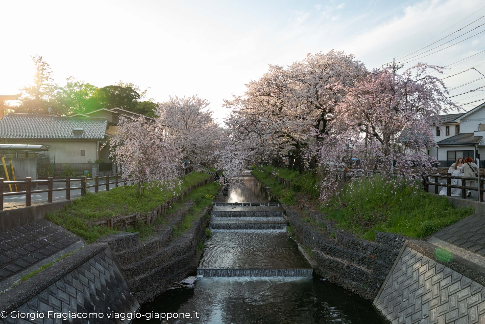 Kawagoe and sakura with koharu 1070366