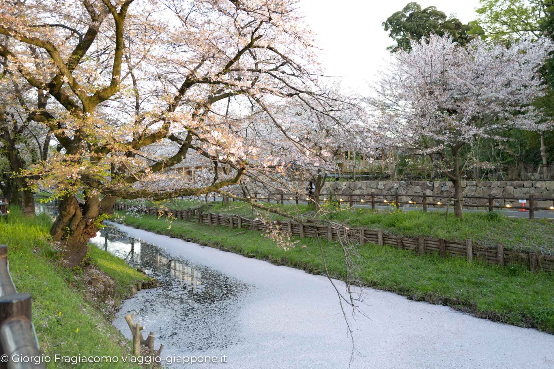 Kawagoe and sakura with koharu 1070423