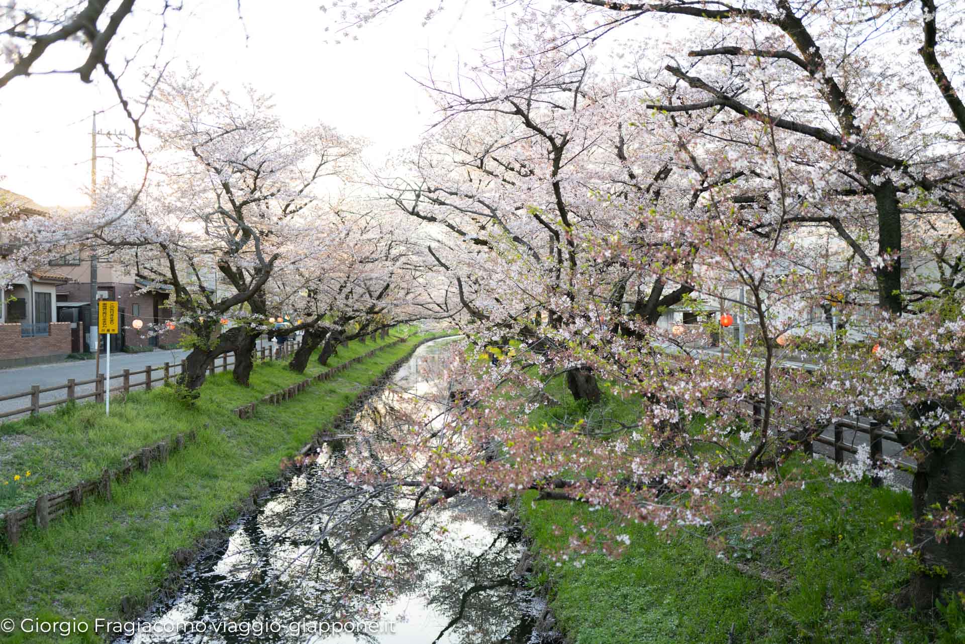 Kawagoe and sakura with koharu 1070429