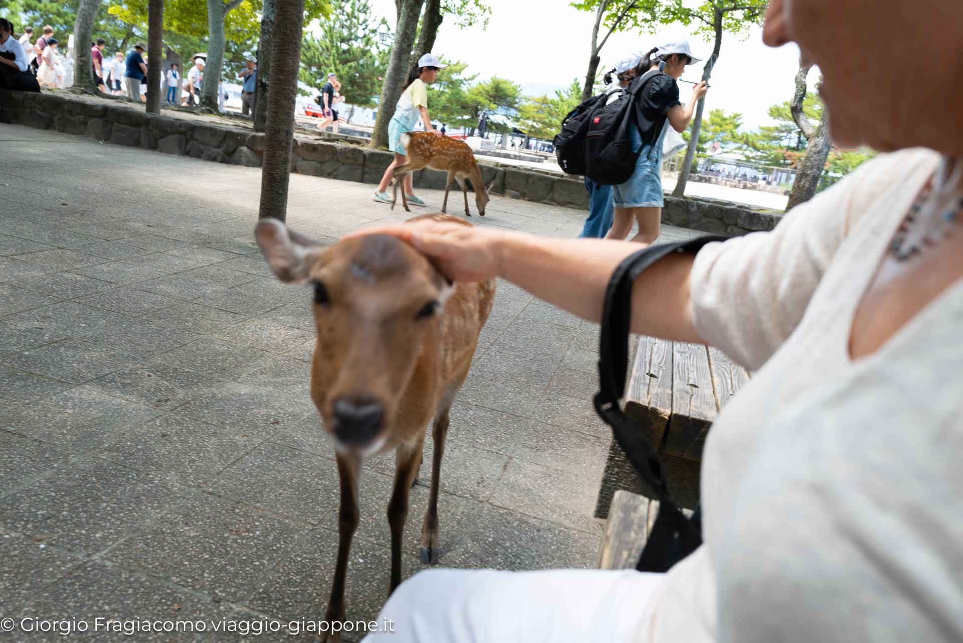 Miyajima Island Hiroshima Con la Mamma 1080195