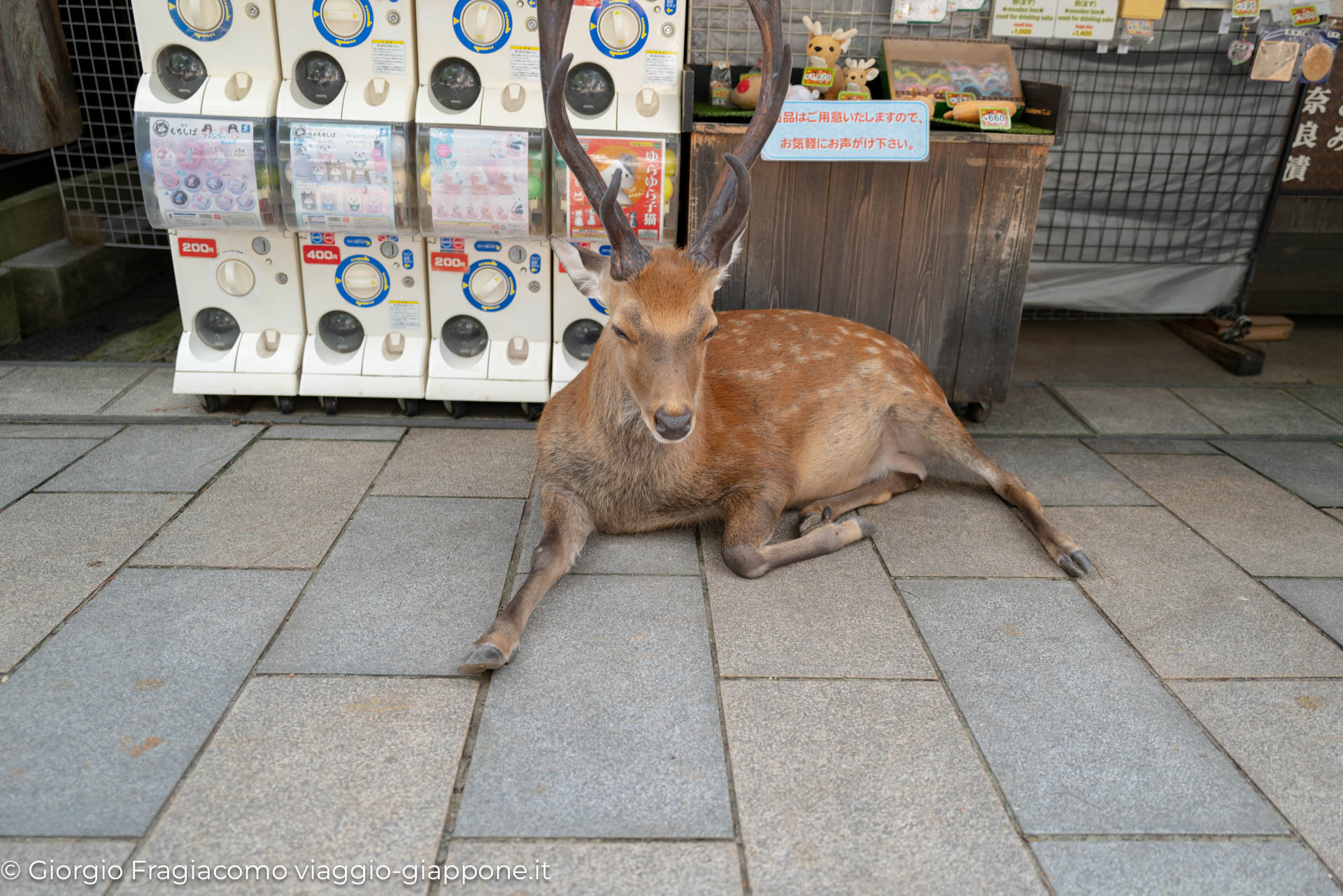 Nara con la Mamma 1070497