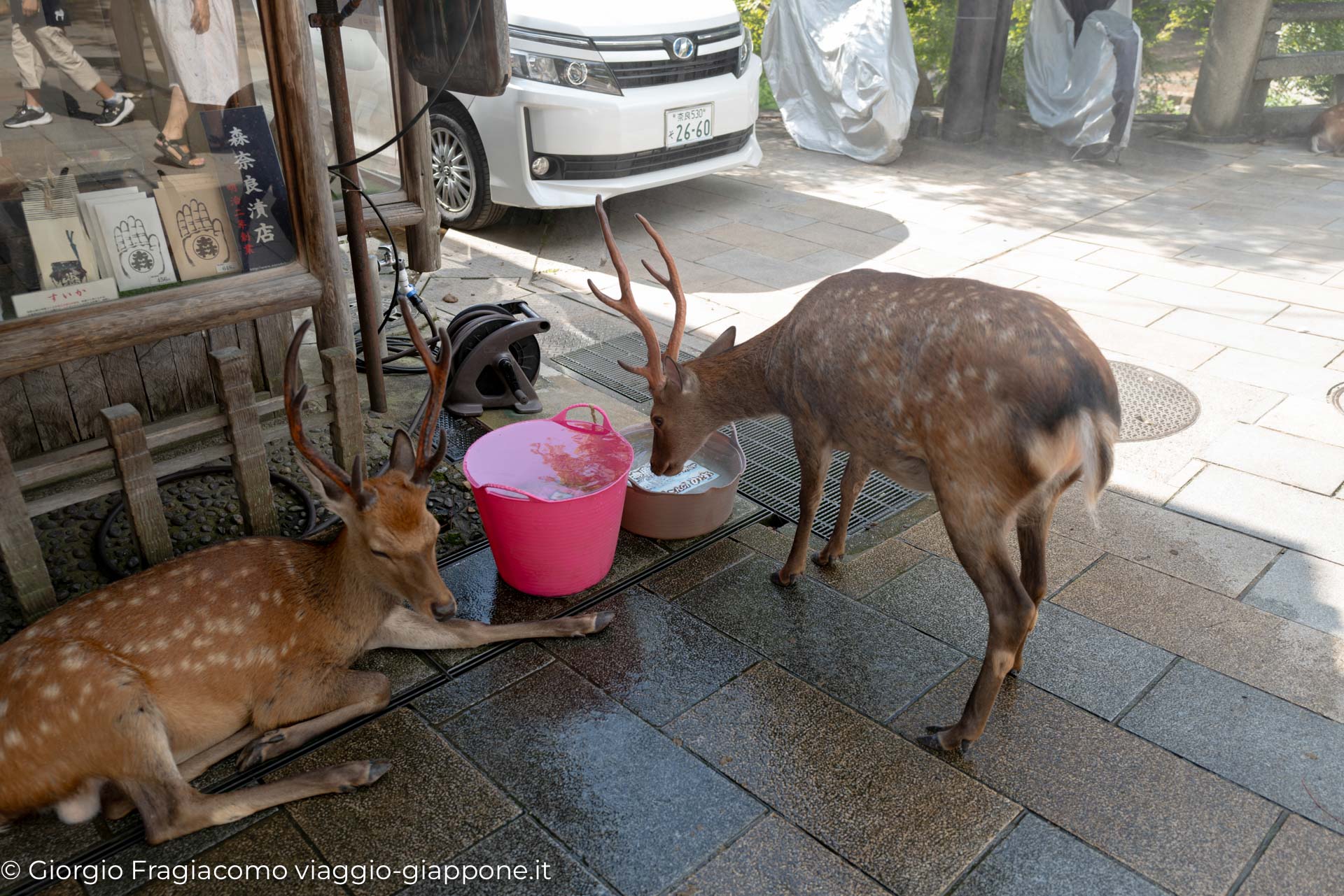 Nara con la Mamma 1070502