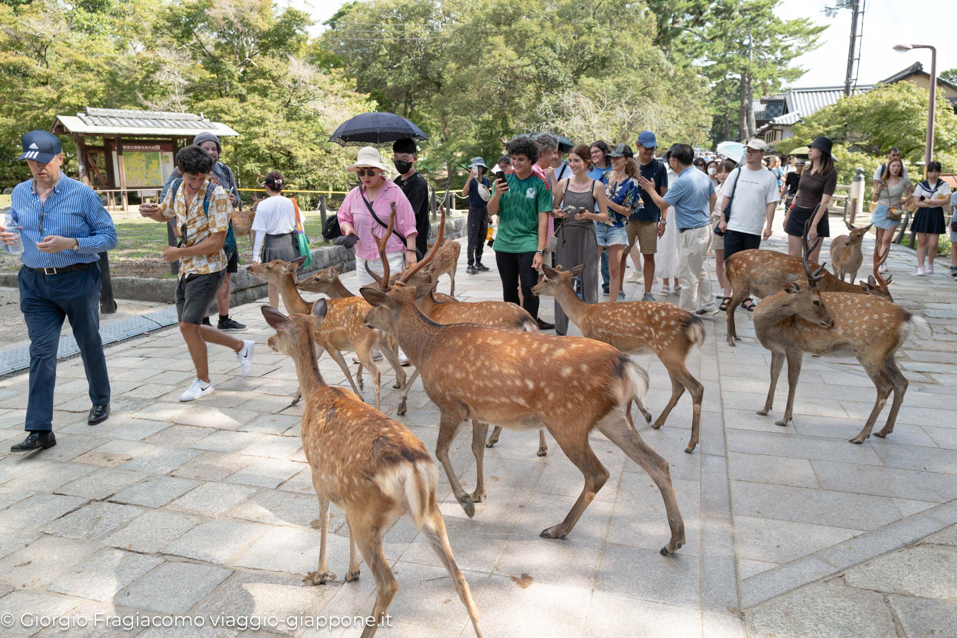 Nara con la Mamma 1070511