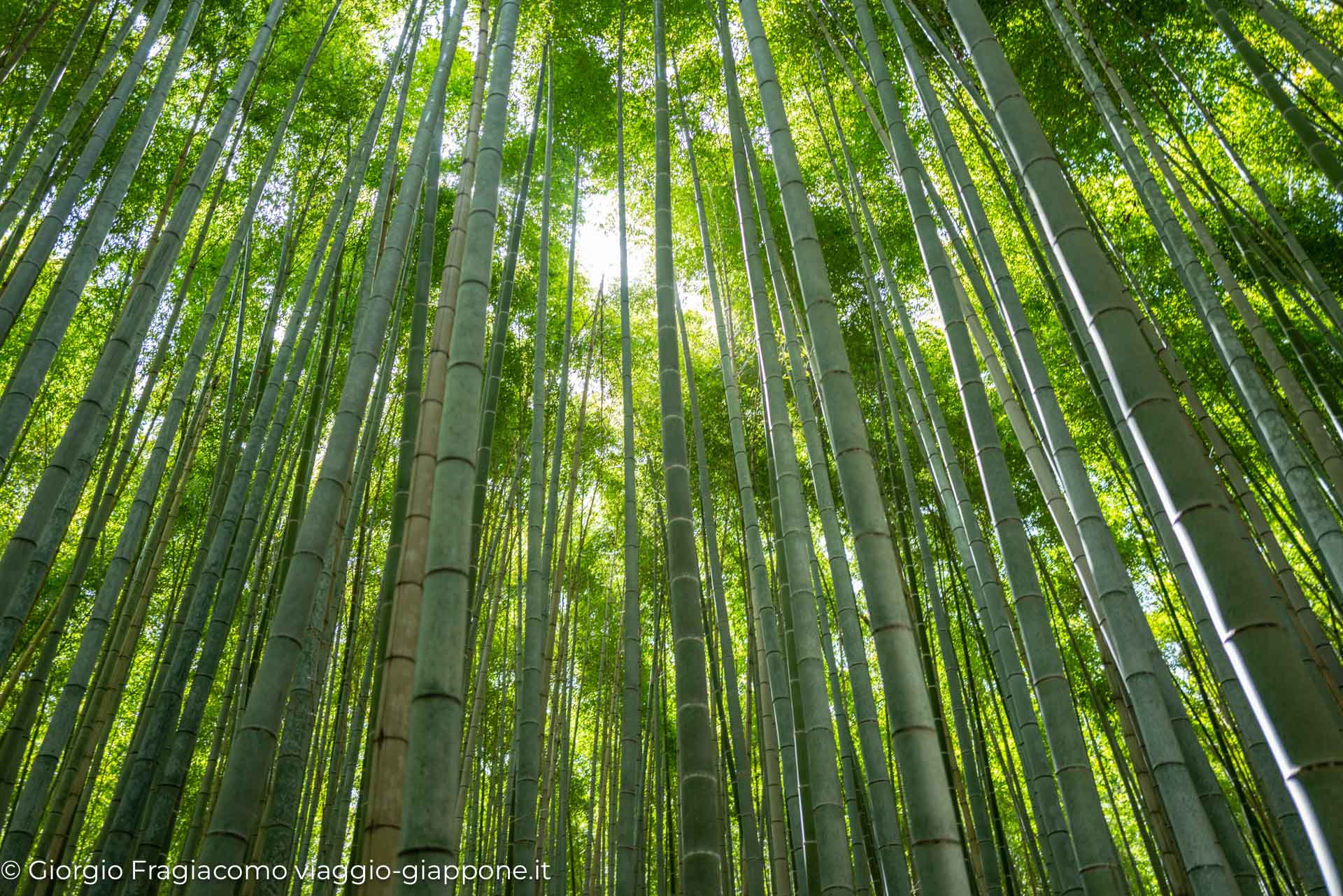 arashiyama kyoto bamboo path 1080800