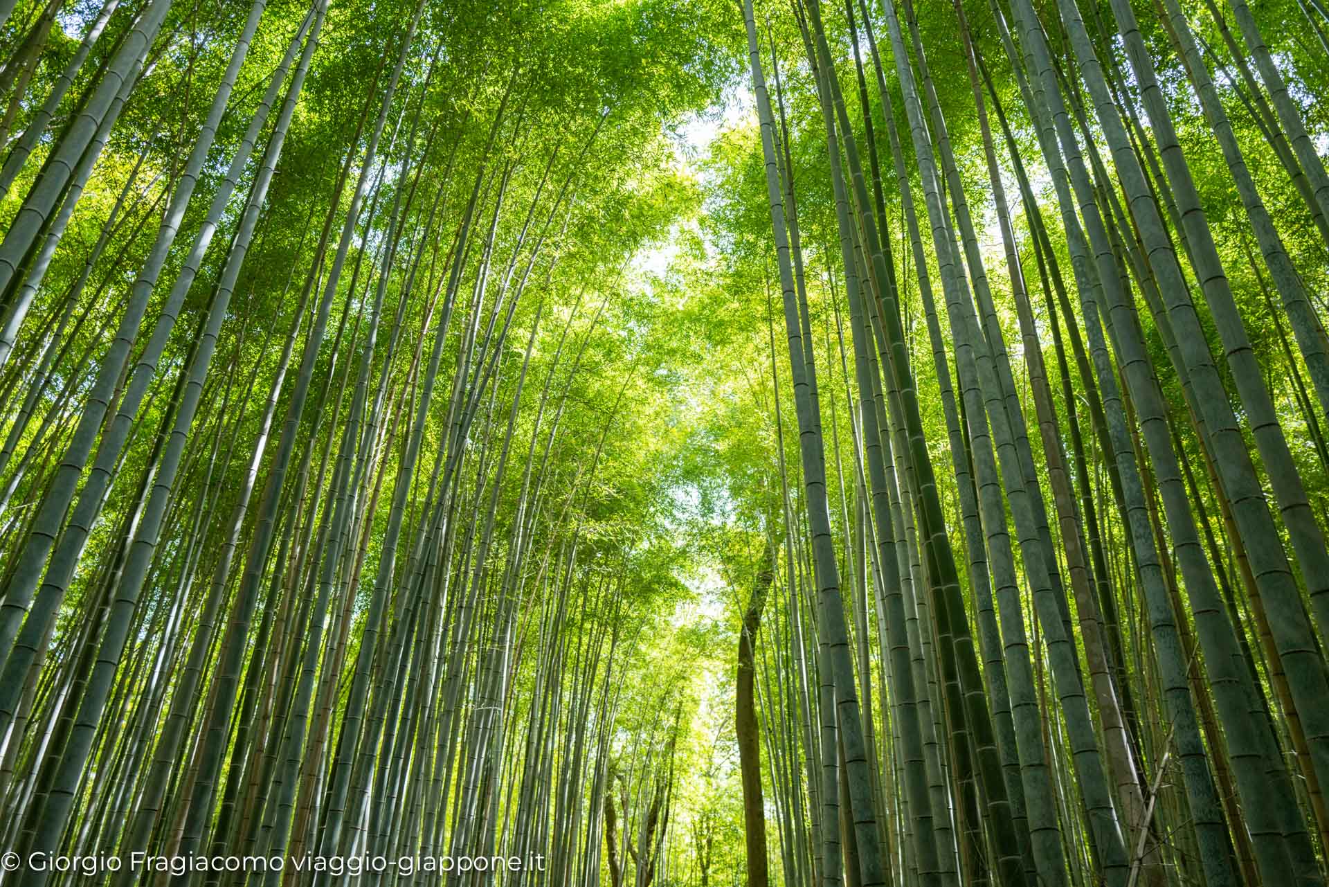 arashiyama kyoto bamboo path 1080801